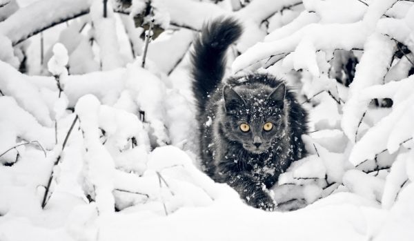 katt,snø