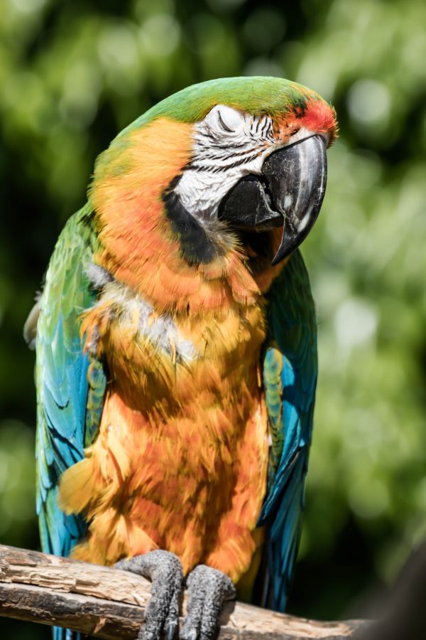 野生動物,嘴,鳥,カラフル,オウム,動物園