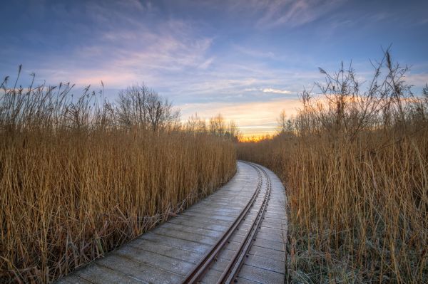 sollys,træer,landskab,natur,solnedgang,sø