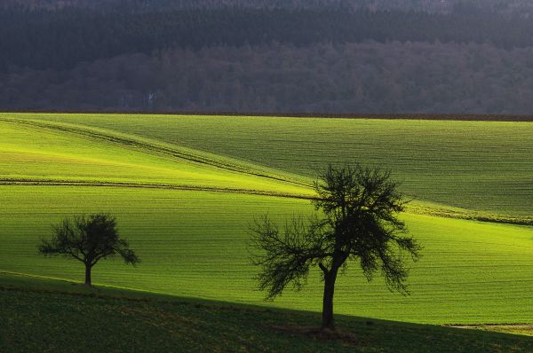 árbol,campo,Alemania,Deutschland,verde,líneas