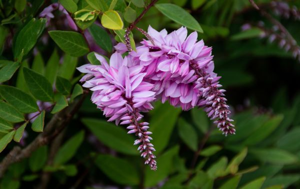 natureza,folhagem,Plantas,Flores