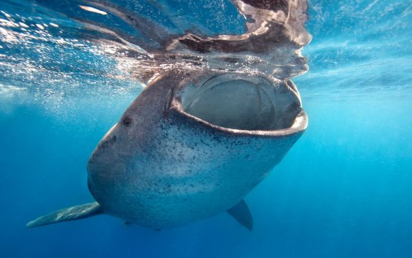 mer,poisson,sous-marin,baleine,requin,Grand requin blanc