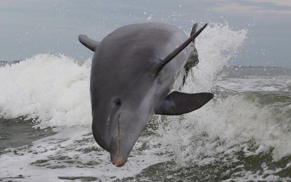 mer,dauphin,la biologie,océan,saut,faune