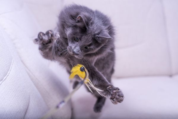 gatto,animali,pelliccia,barba,Maine Coon,salto