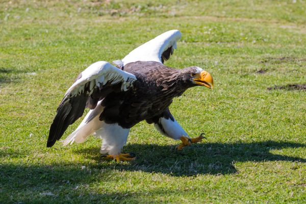 fauna silvestre,ave de rapiña,águila,Dinamarca,águila calva,pico