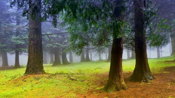 lumière du soleil,des arbres,forêt,feuilles,la nature,champ