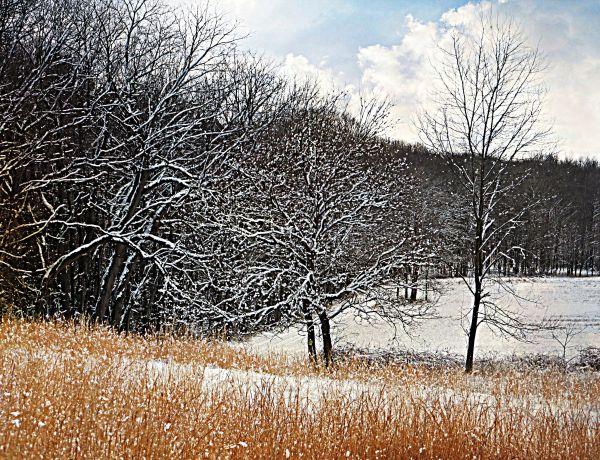 des arbres, paysage, la nature, neige, hiver, herbe