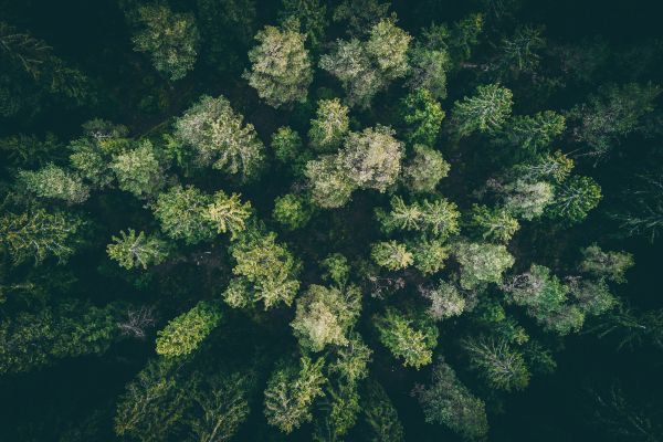 panorama,floresta,drone photo,madeira