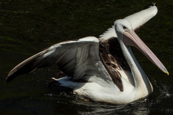 Vögel, Tiere, Tierwelt, Schnabel, Wasser, Park