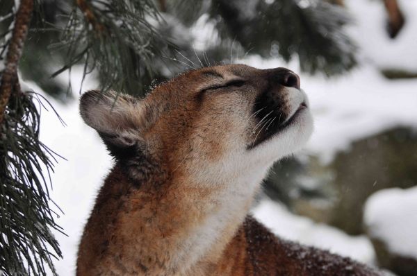 Дикая кошка,Намордник,Пума,Puma