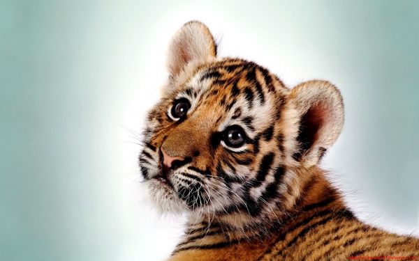 animali,sfondo semplice,tigre,natura,grandi gatti,cuccioli