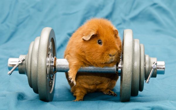 sportscholen,2560x1600 px,dieren,dumbbells,cavia's,humor