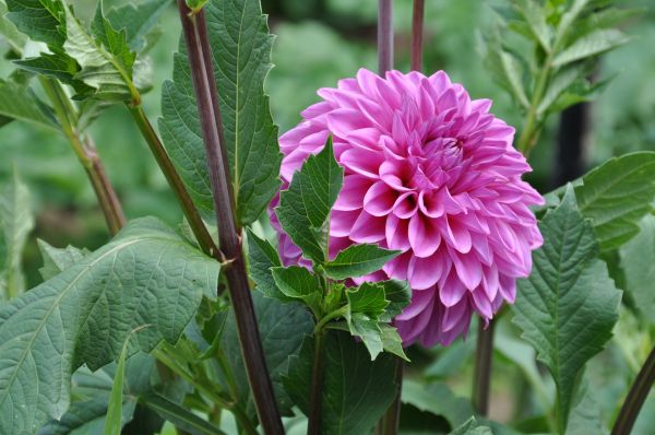 ดอกไม้สีชมพู, ดอกไม้, พืช, สวน, dahlias, ดอกไม้