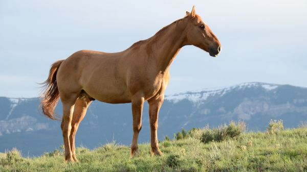 caballo, césped, fauna silvestre, montañas, viento, estepa