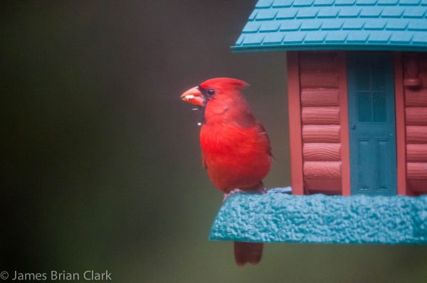 ilustración, bosque, aves, Animales, naturaleza, rojo