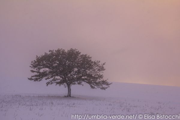 paysage,la nature,ciel,neige,Coloré,hiver