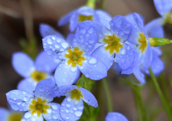 blomster, blå, vår, fotturer, blomstrer, kan