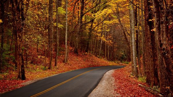 Güneş ışığı,orman,doğa,düşmek,yol,sabah