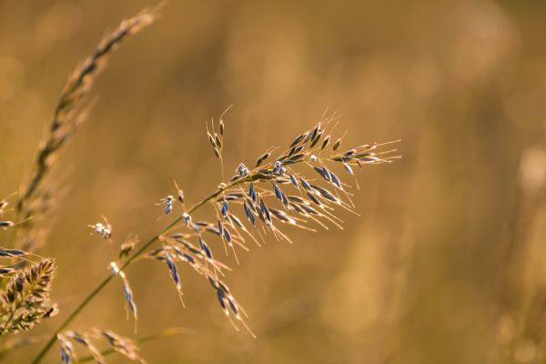 日落,草,背光,斯坎河,solnedgang,地理定位