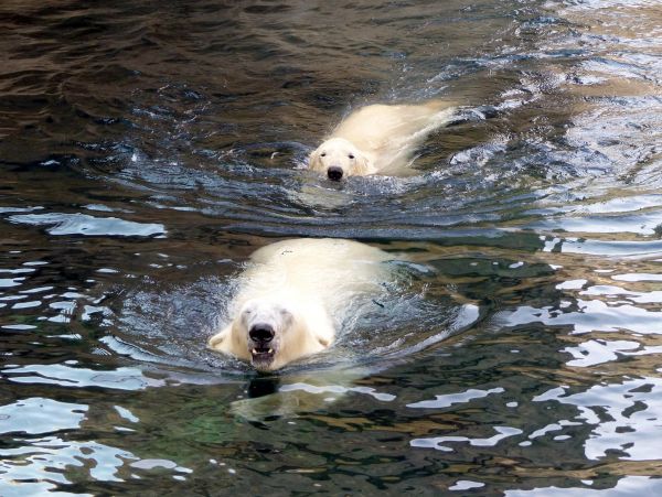 Animais,agua,animais selvagens,azul,Alemanha,Jardim zoológico