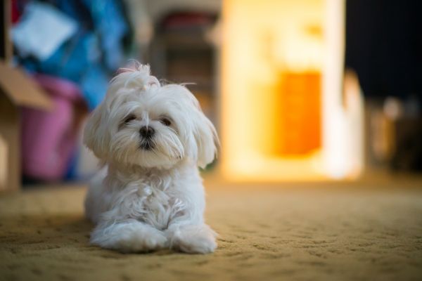 Leica,test,dog,dogs,50mm,shot