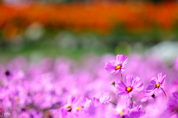 Flor del cosmos,Flores,naturaleza,2048x1363 px