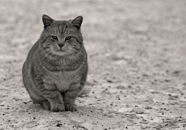 gato,negro,monocromo,calle,sentado,fotografía