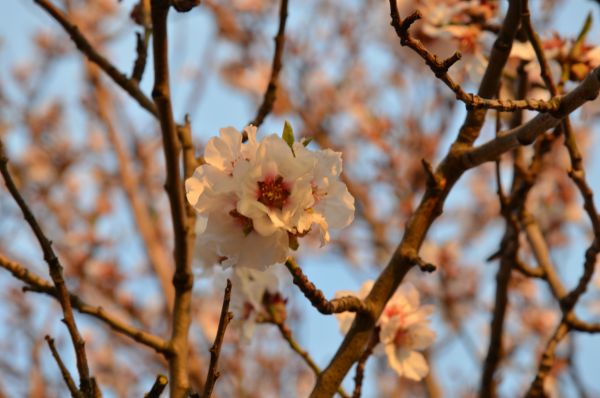 floare de cires, cireși, flori, 6016x4000 px, chinez, plante