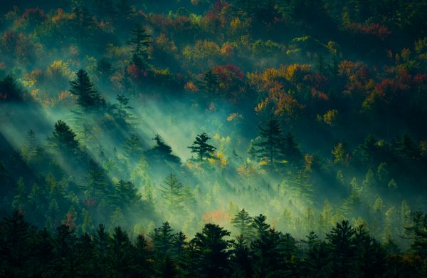 paisaje,niebla,otoño,Estados Unidos,Nueva Hampshire,Rayos de sol