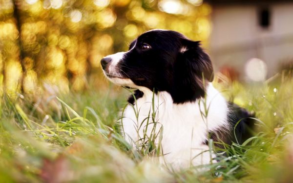 Border Collie,spotted dog,rumput