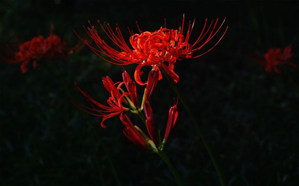 fleurs,la nature,les plantes,Macro,rouge,feuille