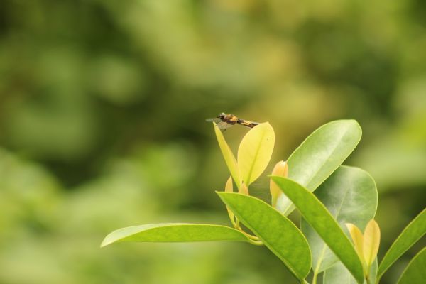 гора,природа,dragon fly,пейзаж,листа