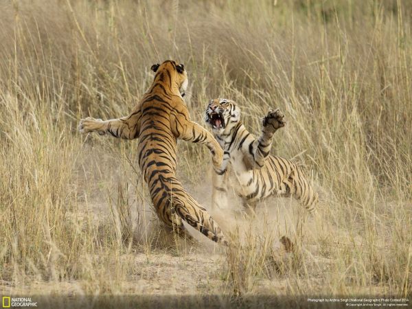 1600x1200 px,National Geographic,Tiger