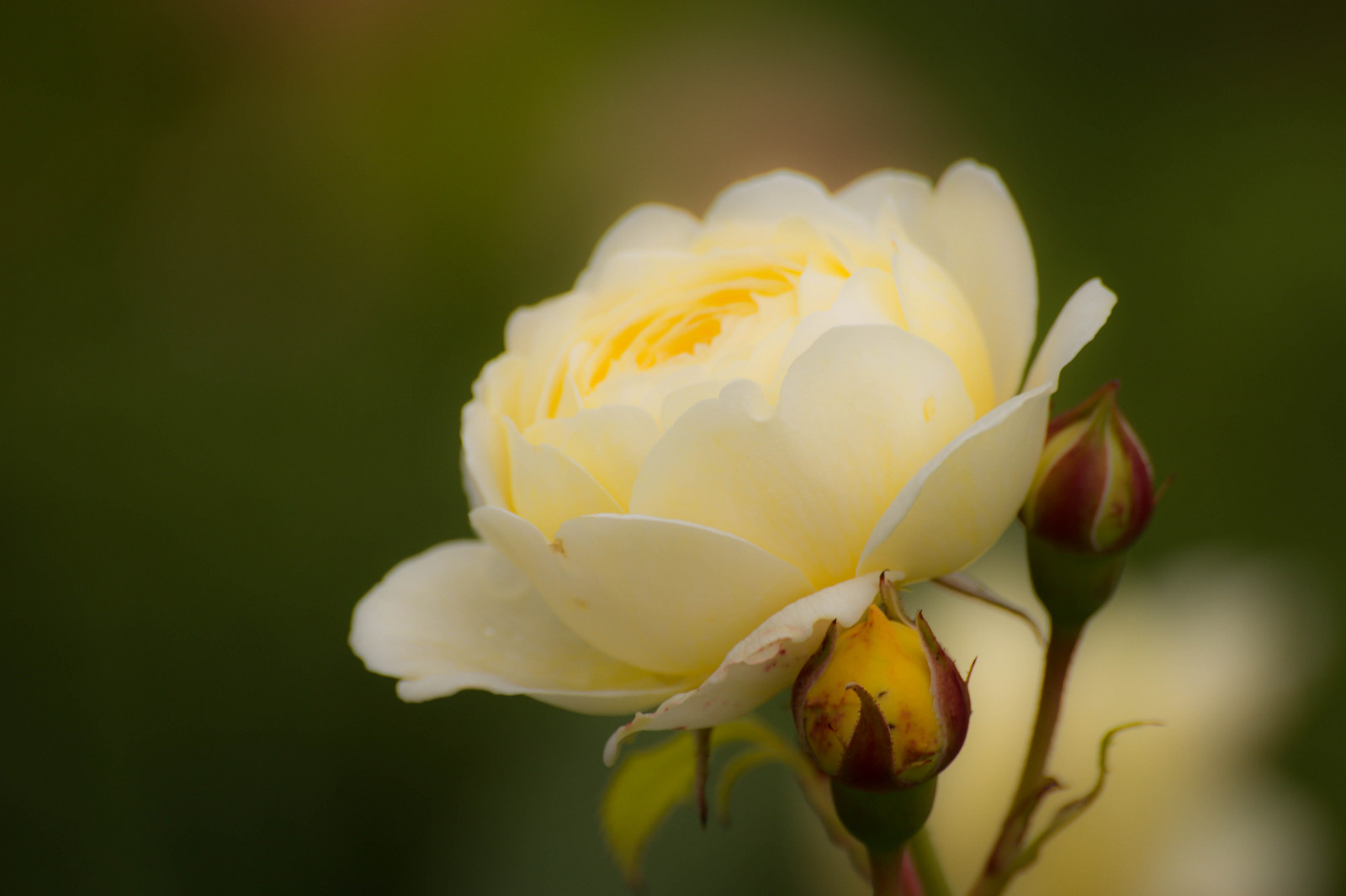 fotografering, gul, Rose, blomst, Ros, blomst, plante, flora, knop, blomma, Gul, kronblad, Sofiero, sofieroslottstr dg rd, wildflower, botanik, jord plante, blomstrende plante, tæt på, makrofotografering