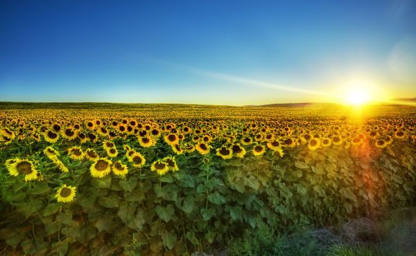 farverig, maleri, sollys, landskab, solnedgang, himmel