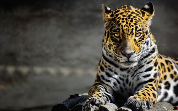 fauna silvestre,bigotes,Gatos grandes,leopardo,Jaguar,leopardo cazador