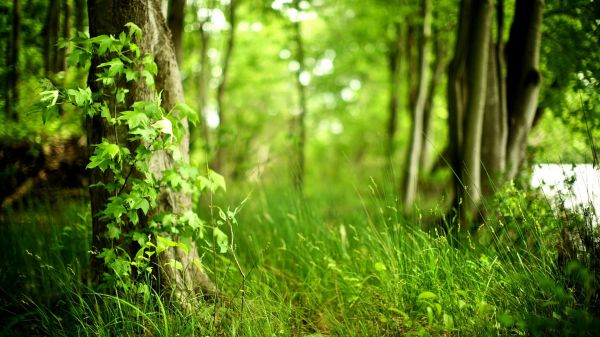 światło słoneczne, drzewa, las, odchodzi, głębia pola, Natura