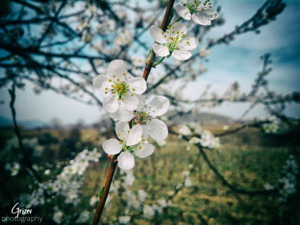 4160x3120 px,bunga sakura,awan-awan,bukit,air panas,Matahari