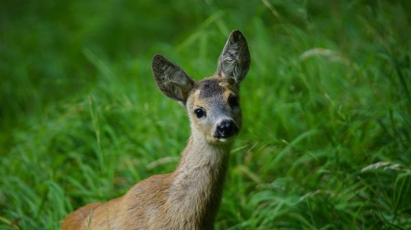 jeleń,trawa,dzikiej przyrody,fauna,łąka,łąka