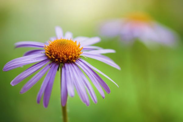 生活, 灯光, 朋友, 光, 花, 颜色