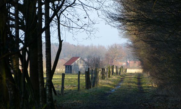 landskap,skog,natur,himmel,solljus,gräs