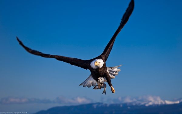 鳥,動物,空,猛禽,鷲,白頭ワシ