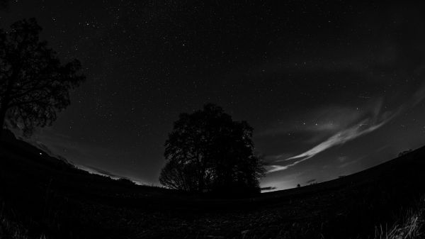 notte,natura,alberi,cielo notturno,stelle,obiettivo fisheye