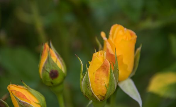 la nature, jaune, fleur, plante, Rose, fleur