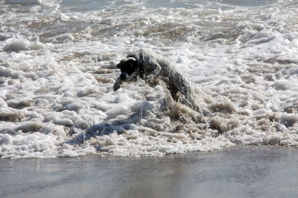 inverno,mare,acqua,mar,cane,spiaggia