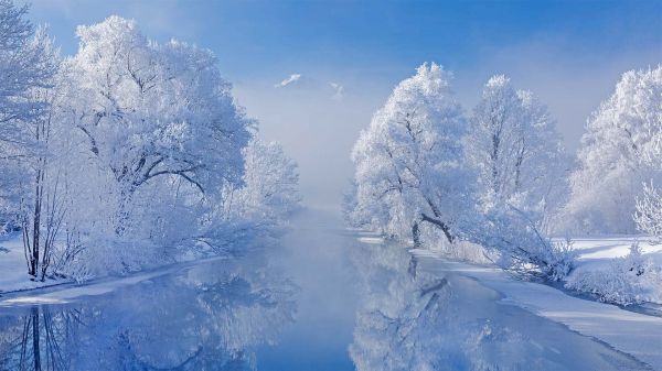 sky,tree,Natural landscape,branch,plant,snow