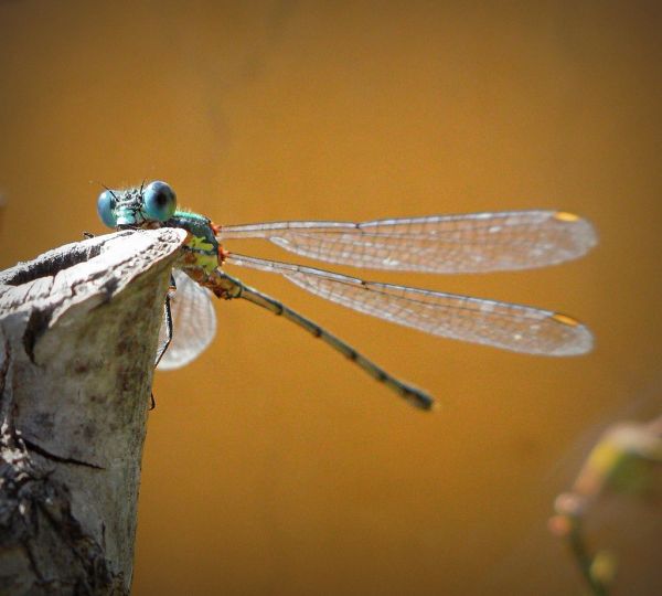 rovar,damselfly,NGC,npc,insetto,Libellula