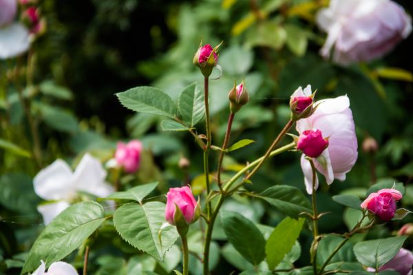 bloesem, roze, bloem, fabriek, flora, roos