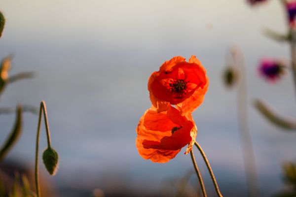 sunset,sea,Sun,Sol,poppy,hav