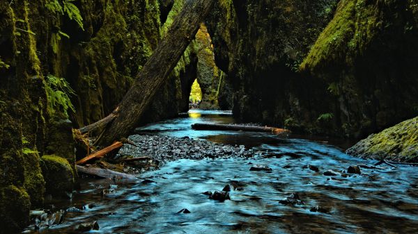 luce del sole,foresta,acqua,roccia,natura,riflessione